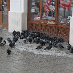 IMG 4449